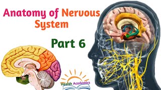 Anatomy of Nervous System CerebellumVentricles of Brain Helpful Video with Amharic Speech Part 6 [upl. by Noit]