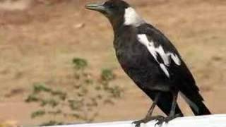 Australian Magpie singing [upl. by Havstad]