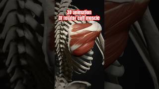 Understanding the Rotator Cuff 3D Animation Breakdown [upl. by Granthem369]