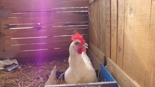 American Bresse Chicken clucking after she finished laying her egg [upl. by Briggs]