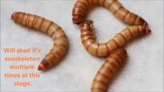 Mealworm to Darkling Beetle in under two minutes [upl. by Pinette218]