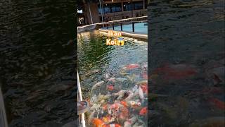 Ikan koi mati pah 😱funny shorts [upl. by Gisela]