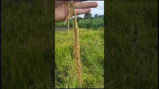 Plantio de arroz orgânico🌾 agriculturafamiliar agriculturasustentavel vidanaroça [upl. by Iorgos885]