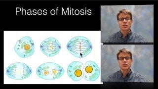 Phases of Mitosis [upl. by Ardnalac357]