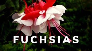 Les fuchsias [upl. by Woehick43]