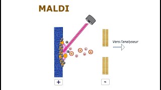 Spectrométrie de masse  05 Ionisation Laser Assistée par Matrice MALDI [upl. by Neersin373]