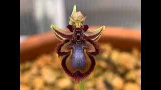 Ophyrs Vernixia Orchid in Bloom Bee Orchid [upl. by Trilbee618]