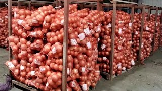 DODO  Thu Hoạch Hành Tây Trung Quốc với số lượng lớn Hành tây Trung Quốc xuất khẩu  ONION [upl. by Abramo]