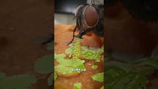 How Flies Actually Eat Your Food 😨 [upl. by Uis]