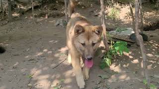 진돗개들 평온한 아침일상모습 Korean Jindo Dog 🐕 [upl. by Heddy]