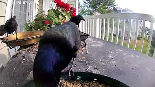 Daily Grackles being Grackles and visiting with a young one [upl. by Nyluqcaj221]