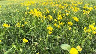 Beautiful Bird’sFoot Trefoil 🌸 PeacefulSentient [upl. by Tse]