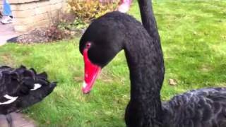 Australian Black Swans for Sale [upl. by Desdee226]