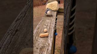 Nuthatch Snack Time wildlife birds Nuthatch animalfriends [upl. by Ahsikahs]