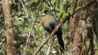 Rwenzori Turaco [upl. by Yeslah]