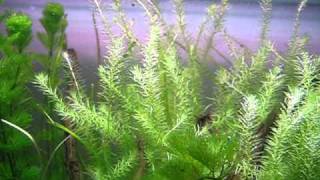 Aquatic plants bubbling [upl. by Sophi691]