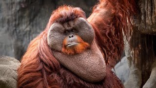 The Bornean Orangutan The Giant of the Rainforest You Might Not Know About [upl. by Gnilyarg]