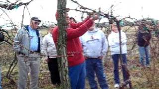 Pruning Grape Vine  High Cordon Trellis Part 3 [upl. by Erin]