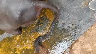 Food Poisoning Cattle and Buffaloes Diarrhea  Enteritis  दस्त का इलाज़ [upl. by Aicenev]