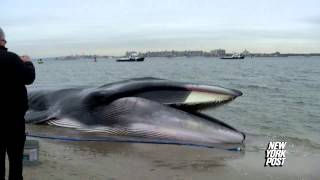 Rescue Crews Race to Save 60Foot Beached Whale  New York Post [upl. by Niajneb]