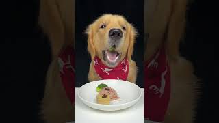 Today I eat tofu with noodles Golden Retriever Oh my god that smells awesome [upl. by Carena]