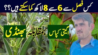 What is most profitable farming  Okra vs cotton  Cotton ki kasht krien ya bhindi  KR Farming [upl. by Etteiram]