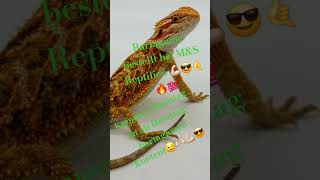 Bartagame bestellt bei MampS Reptilien Ab Dienstag Bartagamen Kontent😉😎❤️‍🔥🫶🏻🫵🏻 [upl. by Aihsirt]