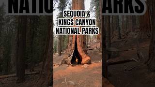 WKND DIARIES  072024 hiking sequoianationalpark sequoias relatable outdoorlife dayinthelife [upl. by Irreg208]