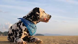 UNMASKING Dalmatian Legends The SHOCKING Truths About These Spotted Wonders 😱 [upl. by Sparke]