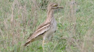 The Indian ThickKnee  Indian Stonecurlew  Burhinus oedicnemus indicus tissy [upl. by Annagroeg]