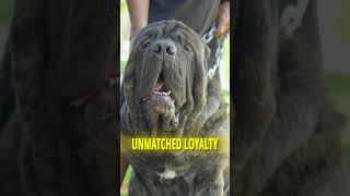 The American Molossus dog americanmolossus molossus [upl. by Ailin]