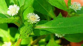 Bhringraj the Ayurvedic Hair Growth Remedy  How I grew so many bhringraj plants in my Garden [upl. by Eerdna]