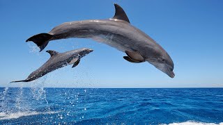 Amazing Wild Dolphins doing Spinner Jumpings  Funny Videos [upl. by Lunetta]