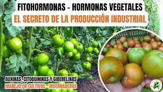 Fitohormonas Hormonas Vegetales  MANEJO EN INVERNADEROS [upl. by Htebirol141]