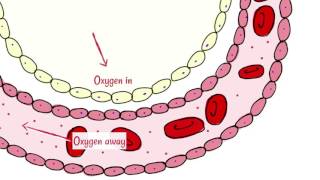 Alveoli Gas Exchange [upl. by O'Neil715]