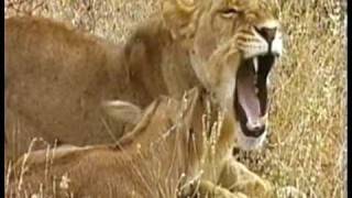 MUST WATCH A Lioness Adopts a baby antelope A short documentary that will open your eyes [upl. by Larkin]