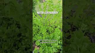 Native Plants in NJ Food Forest [upl. by Adiesirb]