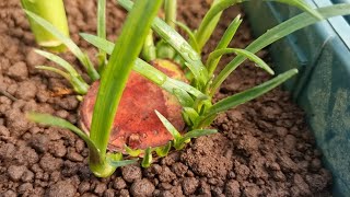 Amaryllis  propagating amaryllis the best way to multiply lily orchids fast [upl. by Lillith201]