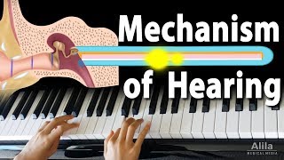 Mechanism of Hearing Animation [upl. by Ioved]