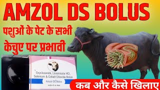 Amzol DS Bolus पशुओं के पेट के सभी प्रकार केचुए पर प्रभावी  कब और कैसे खिलाए  Manjhi Veterinary [upl. by Westfahl482]