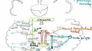 Functia de conducere a trunchiului cerebral [upl. by Friedberg]