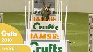 Flyball  Team QuarterFinals  Crufts 2018 [upl. by Feerahs]