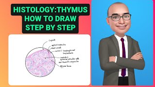 Thymus Histology [upl. by Sorac]