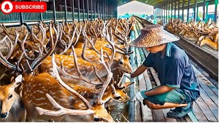 Deer Farming in China A MultiMillion Industry for Antlers 🦌  How China Farms Millions of Deer [upl. by Hardi]