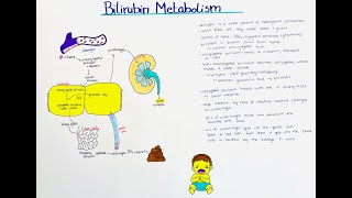 Bilirubin Metabolism  breakdown and excretion [upl. by Urial]