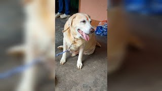 Scary Dog🦮  dog barking sounds angry🐕‍🦺  Labrador Retriever dog🦮 dog labrador pets cute pet [upl. by Jann]