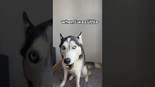 husky is FLUENT in English [upl. by Nitsyrc]