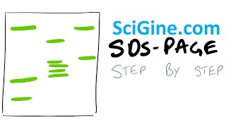 Easy SDS PAGE Gel Electrophoresis Protocol and Theory [upl. by Iclek]