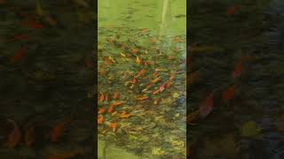 colorful koi fish in the lake koi koifish fish nature pond lake [upl. by Llenad]