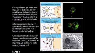 Cytotoxic CD8 T cell [upl. by Oirasan737]